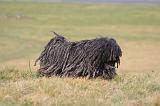 PULI 035